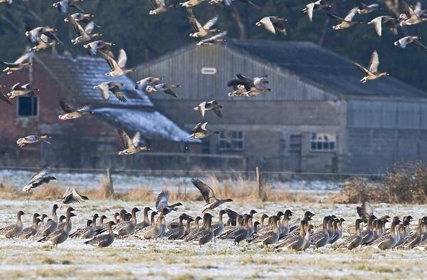 Pink-footed Geese Anser brachyrhynchus at Holkham Norfolk January