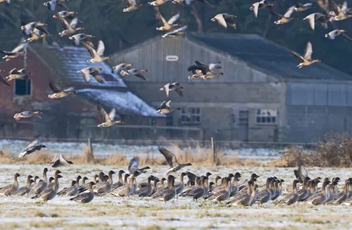 Framed Print : Pink-footed Geese Anser brachyrhynchus at Holkham Norfolk January Framed Print : Pink-footed Geese Anser brachyrhynchus at Holkham Norfolk January