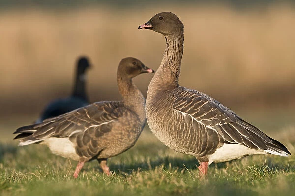 Pink-footed Geese Anser brachyrhynchus North Norfolk January