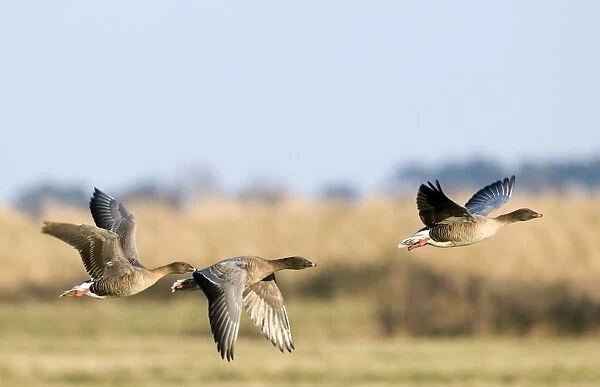 Pink-footed Geese Anser brachyrhynchus North Norfolk January