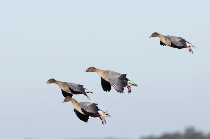 Framed Print : Pink-footed Geese Anser brachyrhynchus North Norfolk winter