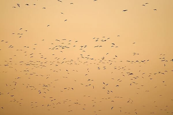 Pink-footed Geese Anser brachyrynchus arriving at roost in The Wash at Snettisham