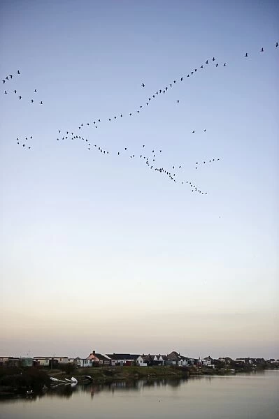 Pink-footed Geese Anser brachyrynchus arriving at dusk to night time roost out on