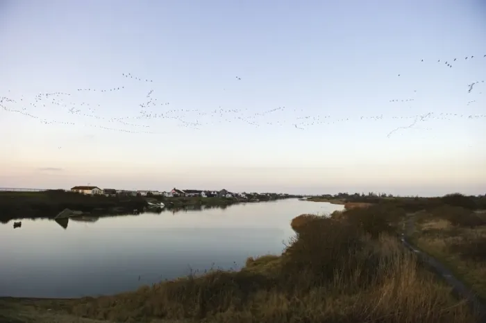 Framed Print : Pink-footed Geese Anser brachyrynchus arriving at dusk to night time roost out on Framed Print : Pink-footed Geese Anser brachyrynchus arriving at dusk to night time roost out on