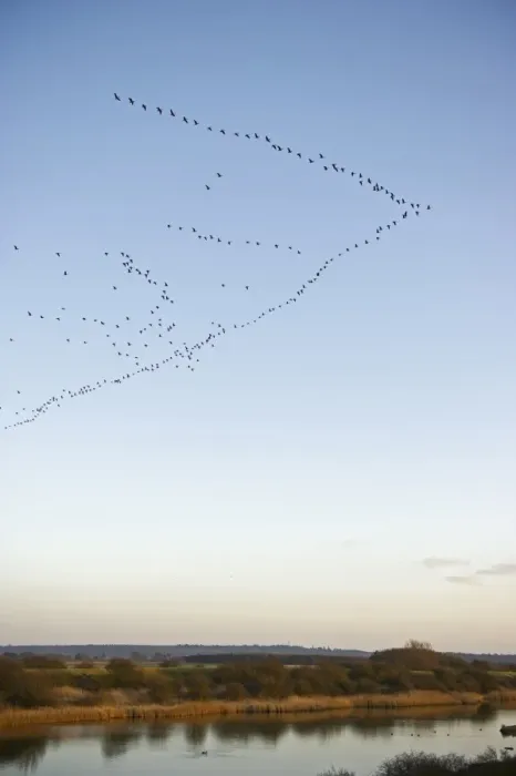 Framed Print : Pink-footed Geese Anser brachyrynchus arriving at dusk to night time roost out on Framed Print : Pink-footed Geese Anser brachyrynchus arriving at dusk to night time roost out on