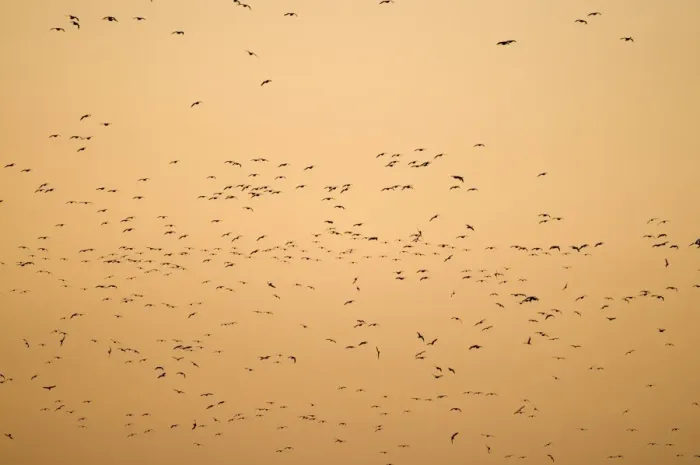 Framed Print : Pink-footed Geese Anser brachyrynchus arriving at roost in The Wash at Snettisham Framed Print : Pink-footed Geese Anser brachyrynchus arriving at roost in The Wash at Snettisham