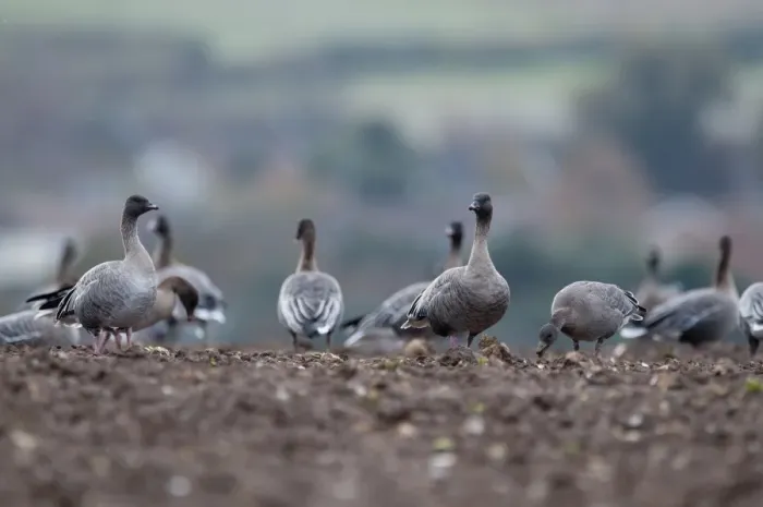 Framed Print : Pink-footed Geese Anser brachyrynchus on cut sugar beet field North Norfolk winter