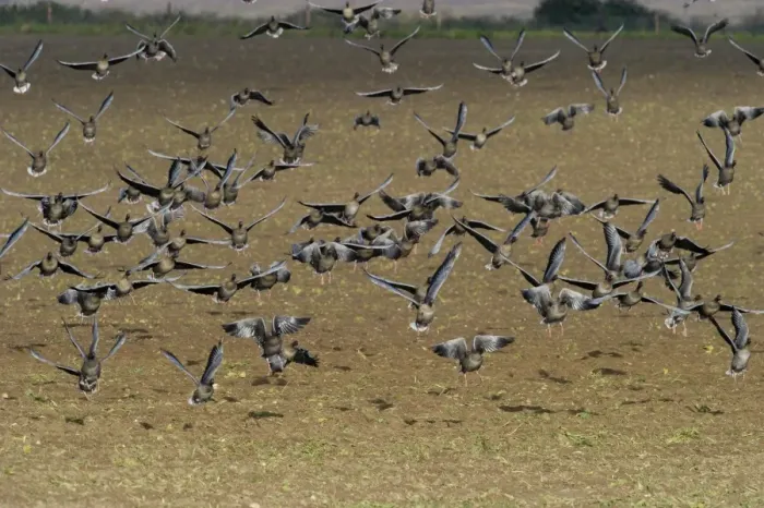 Framed Print : Pink-footed Geese Anser brachyrynchus on cut sugar beet field North Norfolk winter
