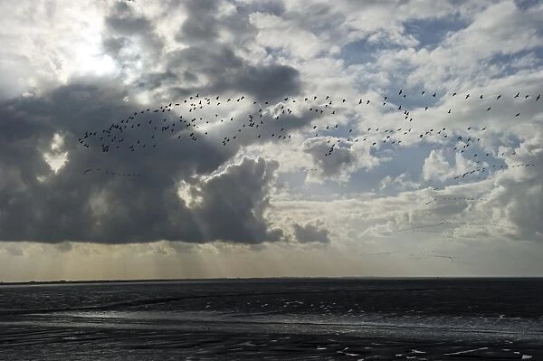 Pink-footed Geese Anser brachyrynchus flighting over the mudflats of the Wash at