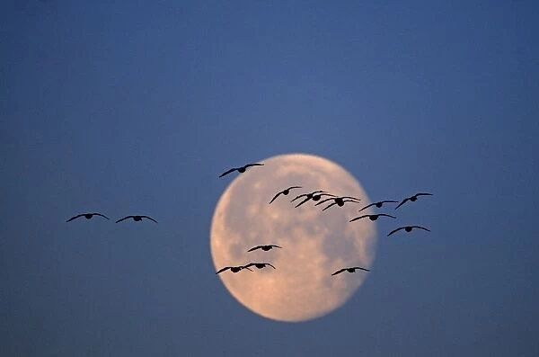 Pink-footed Geese Anser brachyrynchus flying soon after dusk and silhouetted against