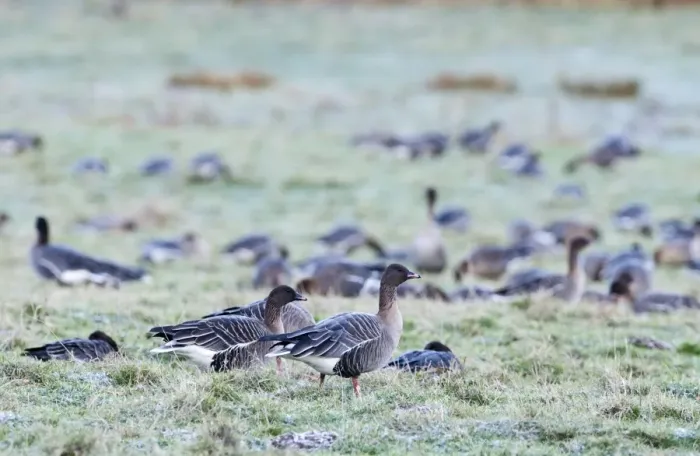 Framed Print : Pink-footed Geese Anser brachyrynchus Holkham Norfolk winter