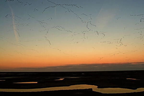 Pink-footed Geese Anser brachyrynchus leaving roost on the Wash at Snettisham Norfolk