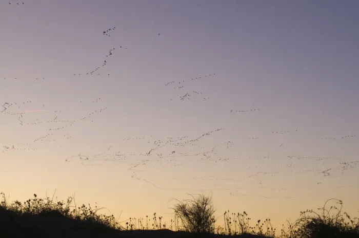 Framed Print : Pink-footed Geese Anser brachyrynchus leaving roost at Snettisham Norfolk winter Framed Print : Pink-footed Geese Anser brachyrynchus leaving roost at Snettisham Norfolk winter