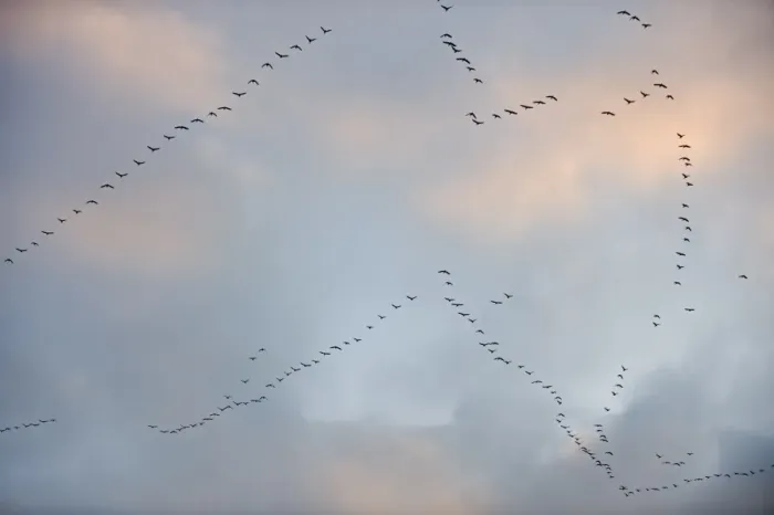 Framed Print : Pink-footed Geese Anser brachyrynchus leaving roost on the Wash at Snettisham Norfolk