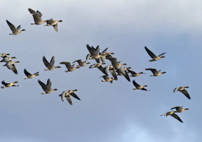 Framed Print : Pink-footed Geese Anser brachyrynchus North Norfolk winter