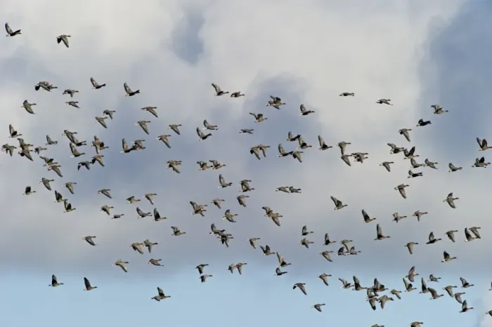 Framed Print : Pink-footed Geese Anser brachyrynchus North Norfolk winter