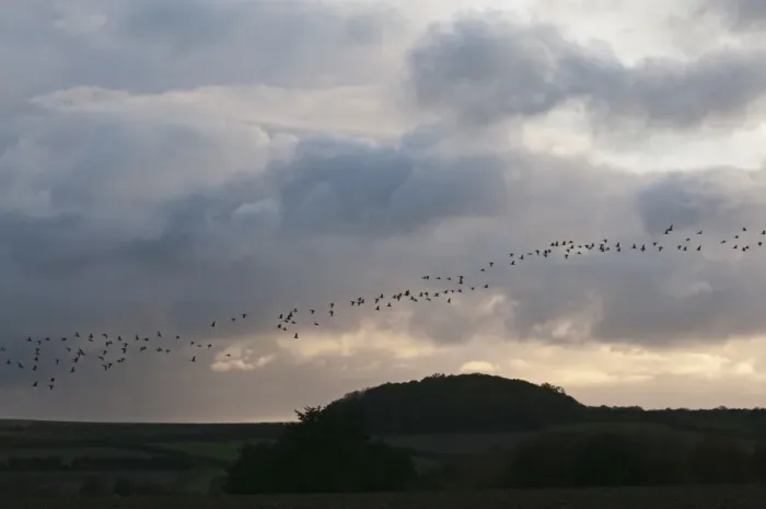 Framed Print : Pink-footed Geese Anser brachyrynchus North Norfolk winter