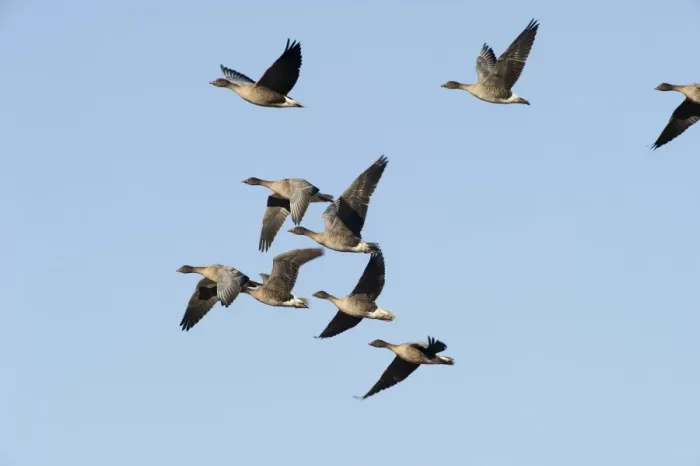 Framed Print : Pink-footed Geese Anser brachyrynchus North Norfolk winter Framed Print : Pink-footed Geese Anser brachyrynchus North Norfolk winter