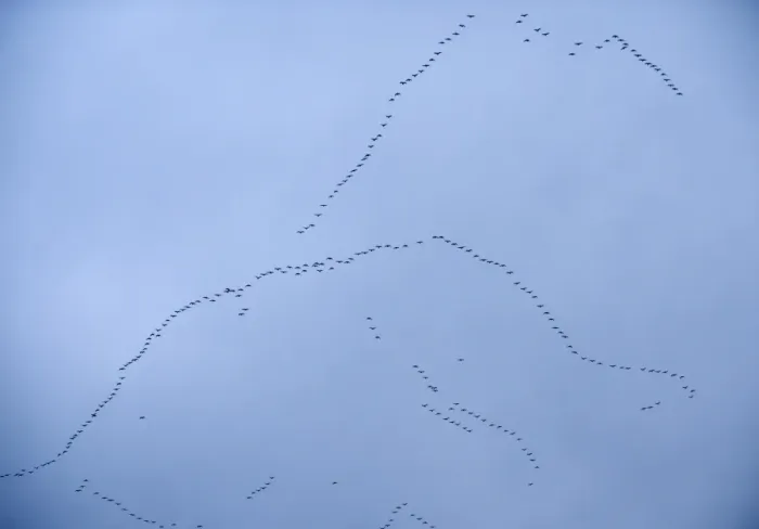 Framed Print : Pink-footed Geese Anser brachyrynchus skeins over Norfolk winter Framed Print : Pink-footed Geese Anser brachyrynchus skeins over Norfolk winter