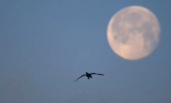 Framed Print : Pink-footed Goose Anser brachrynchus and moon Holkham Norfolk winter Framed Print : Pink-footed Goose Anser brachrynchus and moon Holkham Norfolk winter
