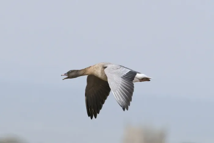 Framed Print : Pink-footed Goose Anser brachyrhynchus calling North Norfolk winter