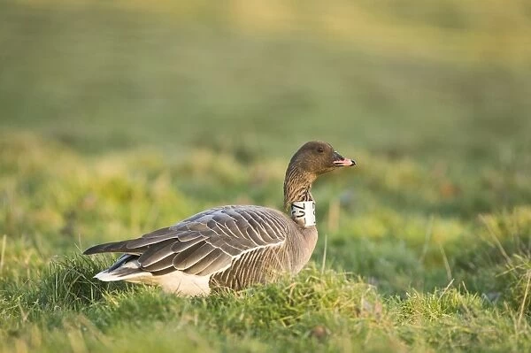 Pink-footed Goose Anser brachyrhynchus with neck band North Norfolk January