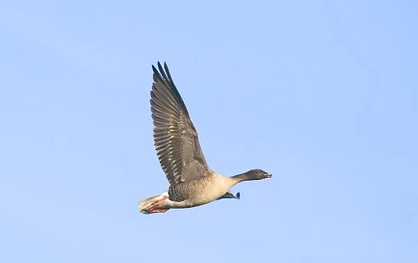 Pink-footed Goose Anser brachyrhynchus North Norfolk January