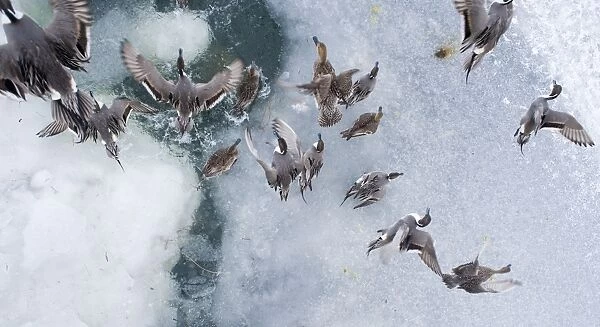 Pintail Anas acuta on frozen pool Odaito Hokkaido Japan winter