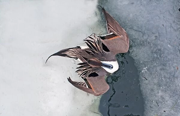 Pintail Anas acuta Hokkaido Japan winter