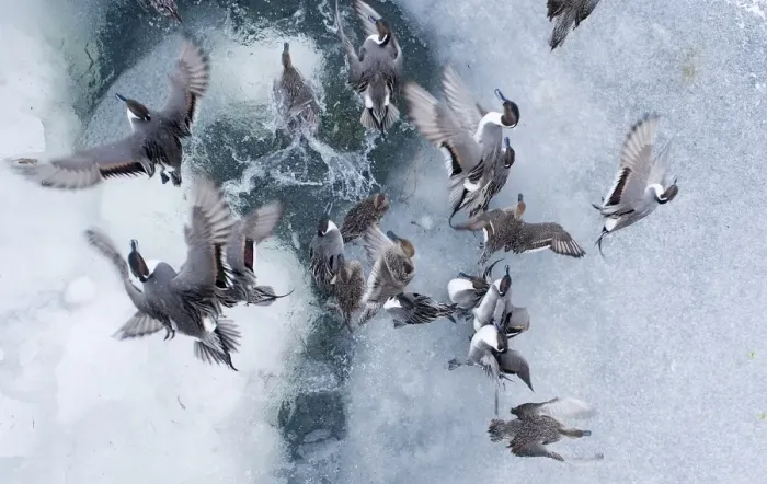 Framed Print : Pintail Anas acuta taking off from frozen pond Hokkaido Japan February Framed Print : Pintail Anas acuta taking off from frozen pond Hokkaido Japan February