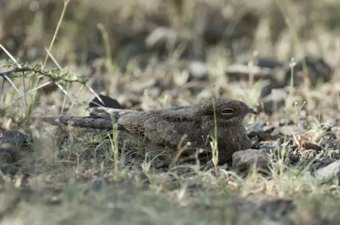 Framed Print : Plain Nightjar Caprimulgus inornatus Africa Framed Print : Plain Nightjar Caprimulgus inornatus Africa