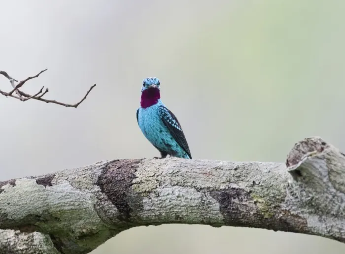 Framed Print : Plum-throated Cotinga Cotinga maynana Norther Amazon River Basin Peru Framed Print : Plum-throated Cotinga Cotinga maynana Norther Amazon River Basin Peru