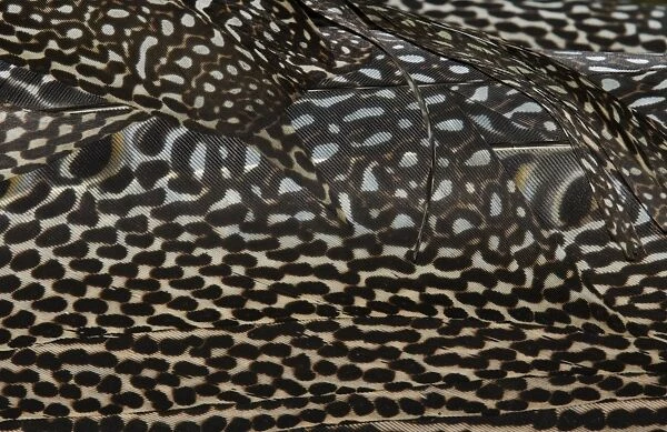 Plumage detail of Great Argus, Argusianus argus Asian Pheasant male Captive