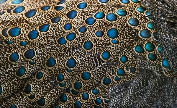 Plumage detail of Malaysian Peacock Pheasant Polyplectron malacense captive