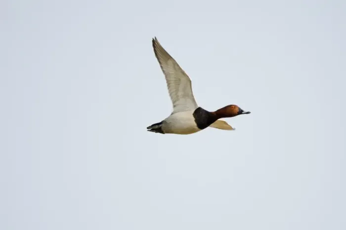 Framed Print : Pochard Aytha ferina male in flight Norfolk spring Framed Print : Pochard Aytha ferina male in flight Norfolk spring