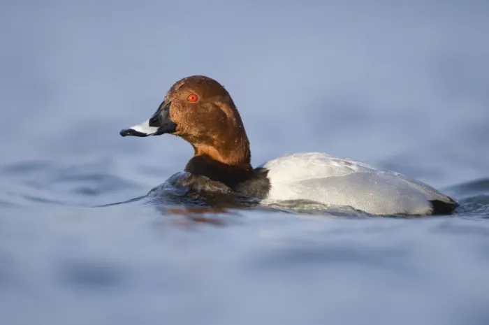 Framed Print : Pochard Aythya ferina male Northumberland UK winter