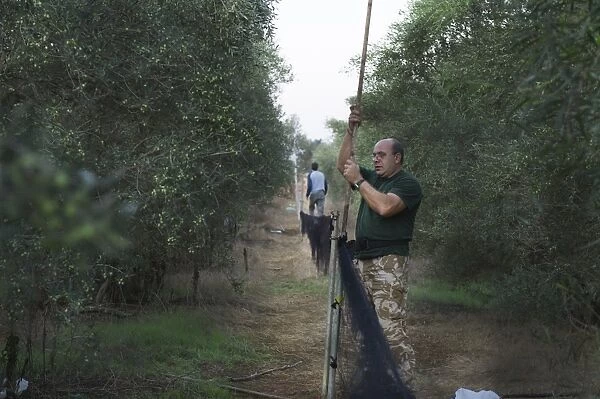 police Officer Christakis dismantles illegally erected mist nets in olive grove in