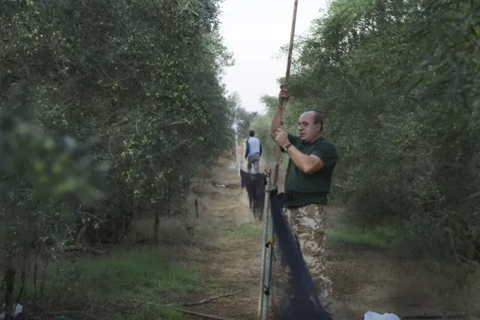 Framed Print : police Officer Christakis dismantles illegally erected mist nets in olive grove in Framed Print : police Officer Christakis dismantles illegally erected mist nets in olive grove in