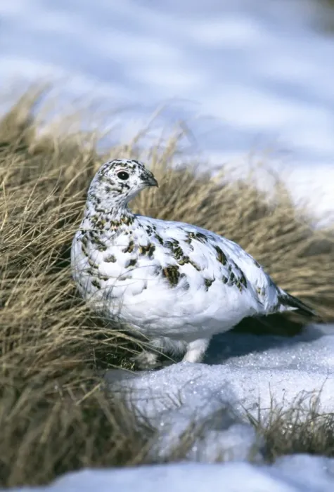 Framed Print : Ptarmigan, Lagopus mutus, female moulting from winter plumage, Cairngorm, Scotland, April