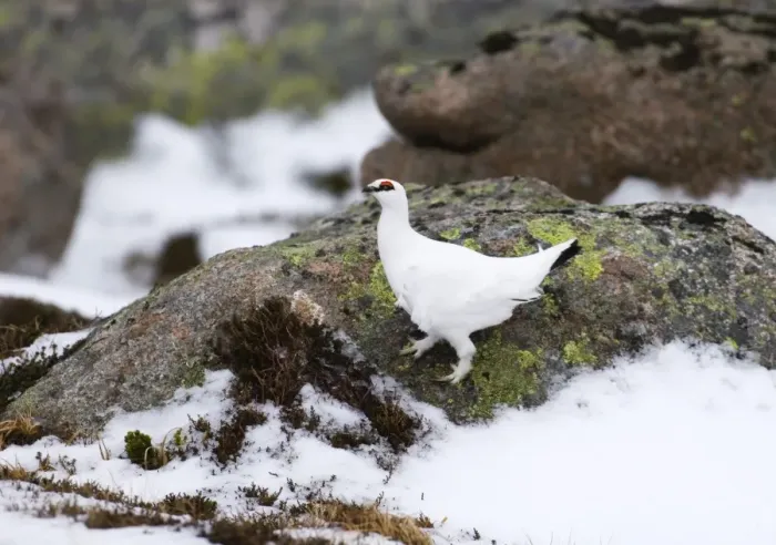 Framed Print : Ptarmigan Lagopus mutus male Cairngorm National Park Scotland January