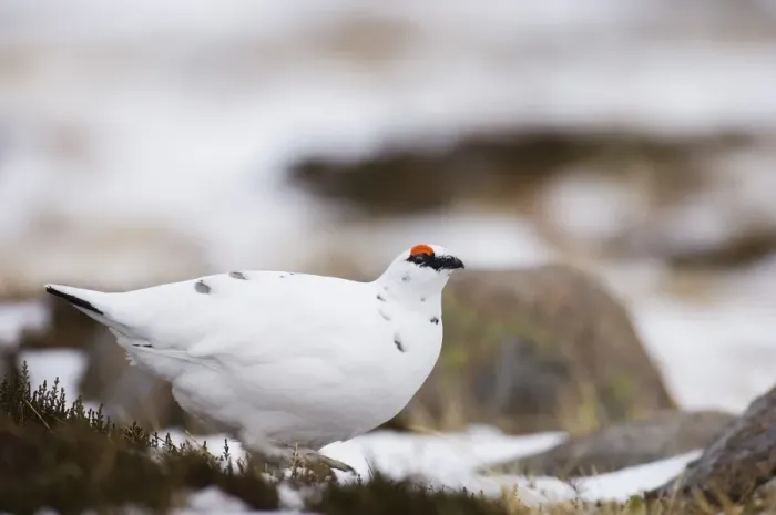 Framed Print : Ptarmigan Lagopus mutus male Scottish Highlands winter