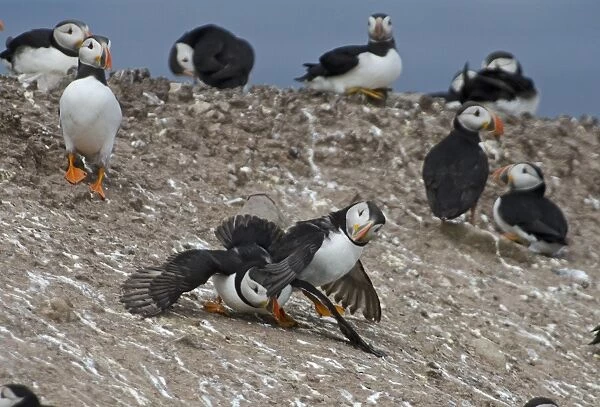 Puffin fight sequence Staple Island Farnes Northumberland