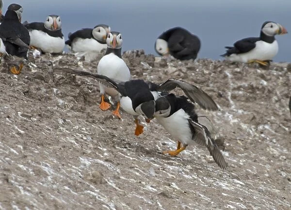 Puffin fight sequence Staple Island Farnes Northumberland