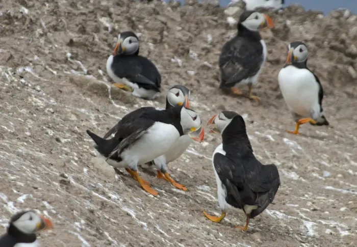 Framed Print : Puffin fight sequence Staple Island Farnes Northumberland