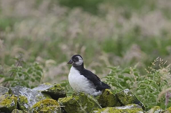 Puffin Fratercula arctic fledgling Inner Farne Northumberland summer