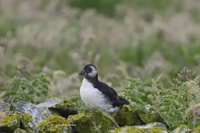 Framed Print : Puffin Fratercula arctic fledgling Inner Farne Northumberland summer