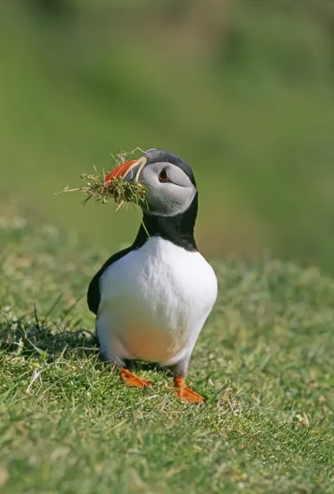 Framed Print : Puffin, Fratercula arctica, collecting nest material, Shetland, Scotland, June Framed Print : Puffin, Fratercula arctica, collecting nest material, Shetland, Scotland, June