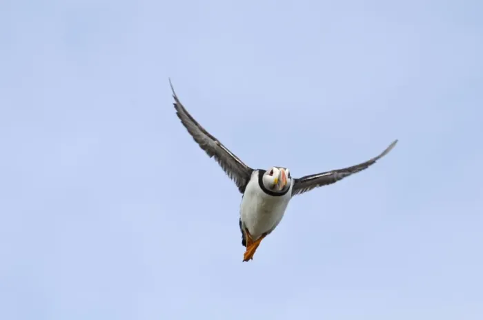 Framed Print : Puffin Fratercula arctica Farne Islands Northumberland July