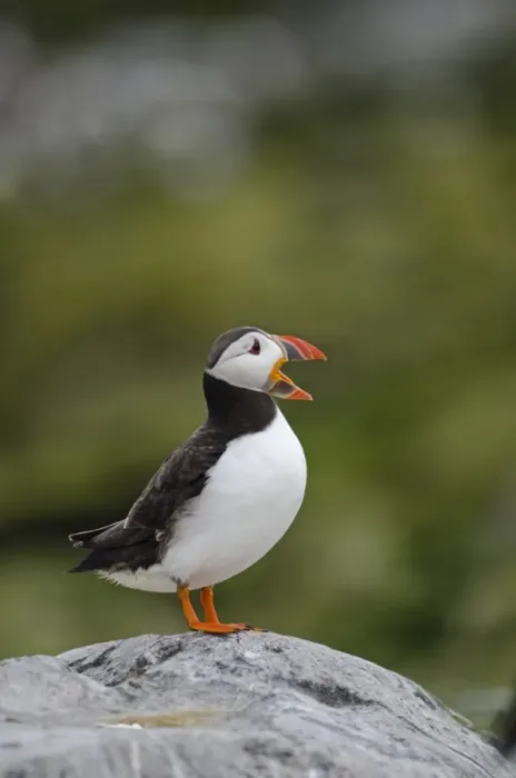 Framed Print : Puffin Fratercula arctica Farne Islands Northumberland July
