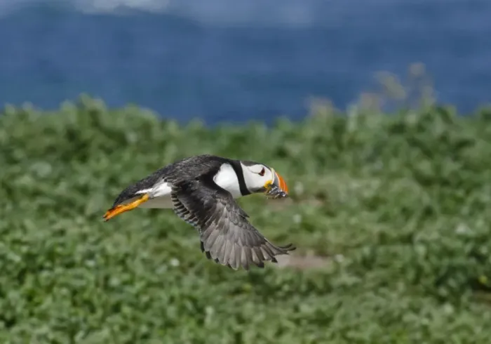 Framed Print : Puffin Fratercula arctica Inner Farne Farne Islands Northumberland July